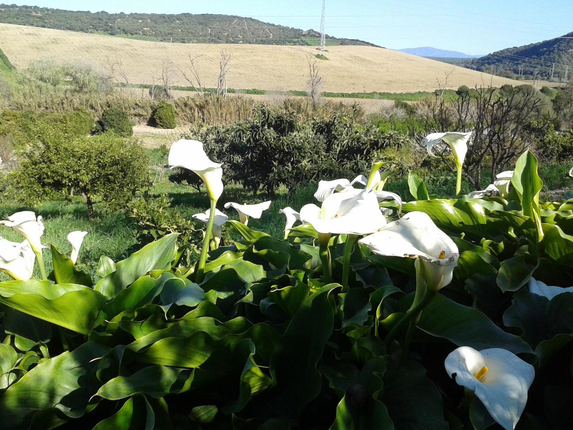 Casa Rural El Cubillo Vejer de la Frontera Esterno foto