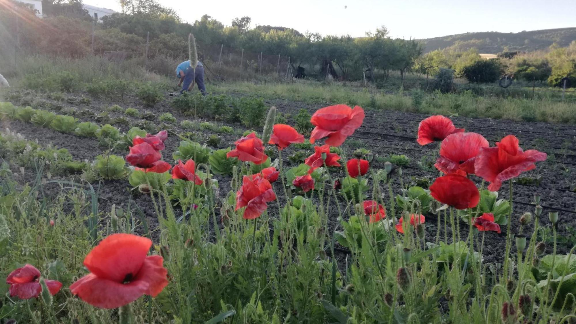 Casa Rural El Cubillo Vejer de la Frontera Esterno foto